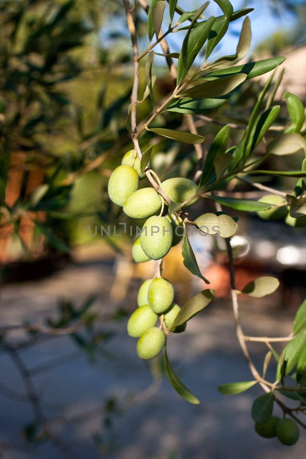 Green olives on a tree branch