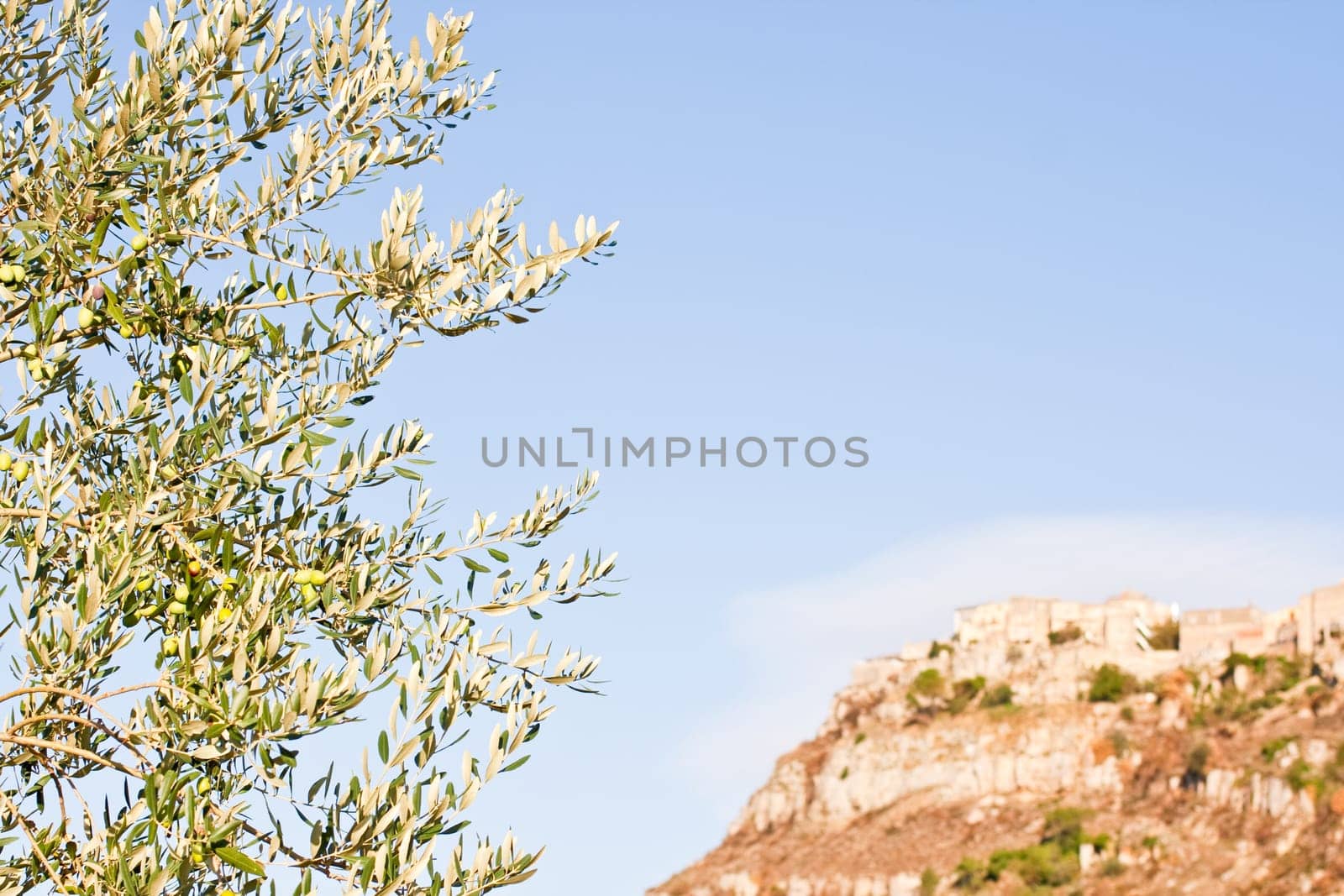 Green olives on a tree branch