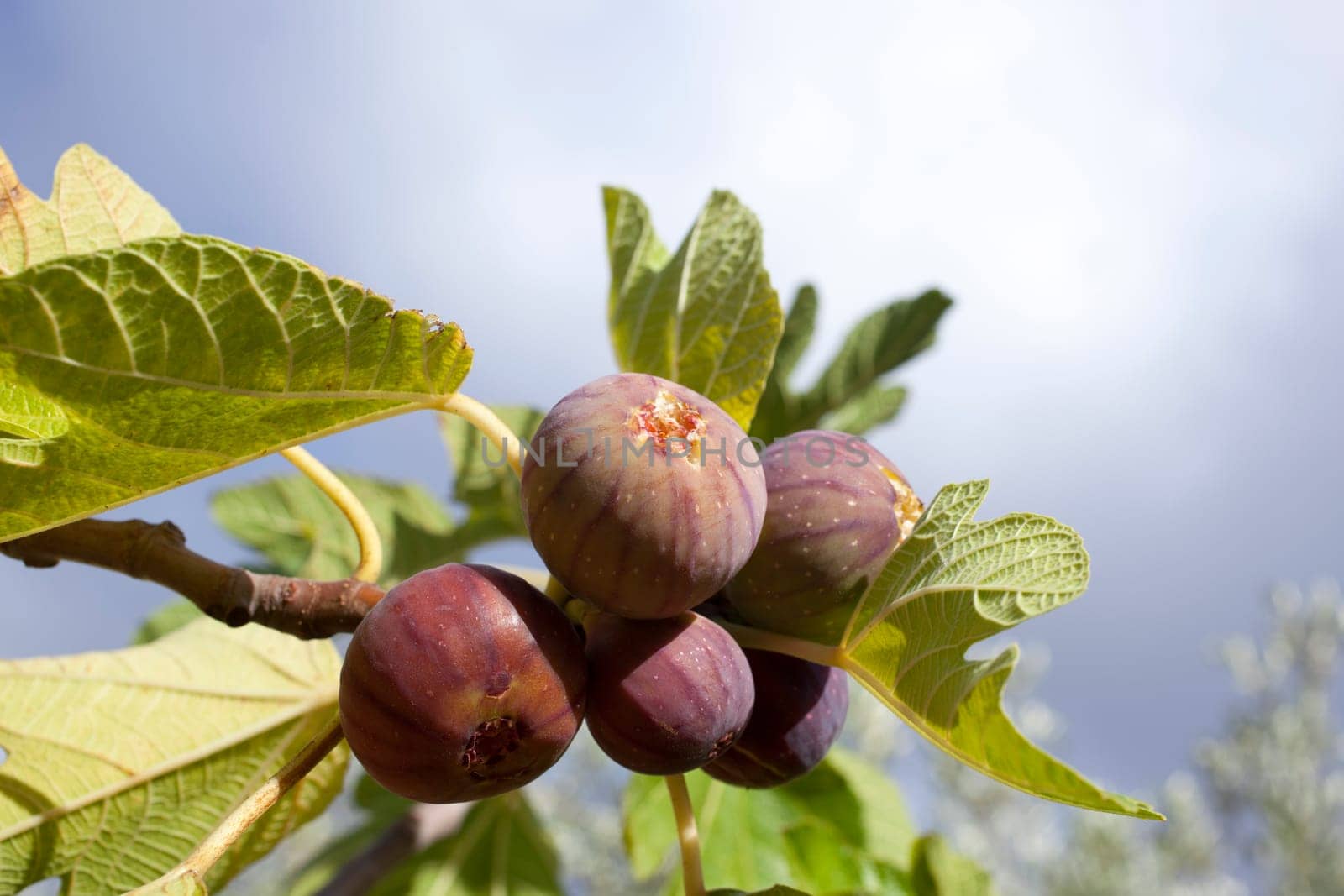 Biological figs on a branch