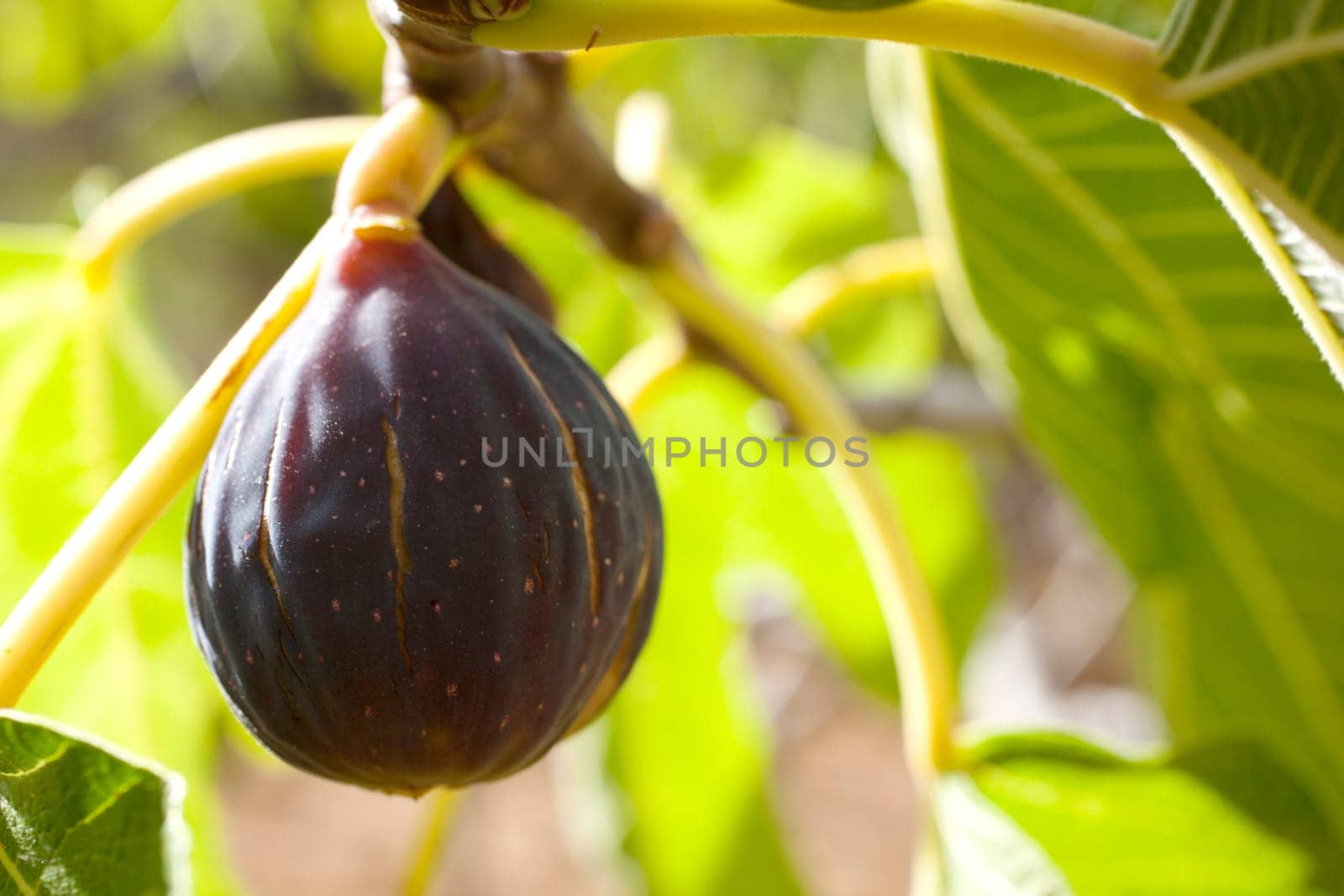 Biological figs on a branch