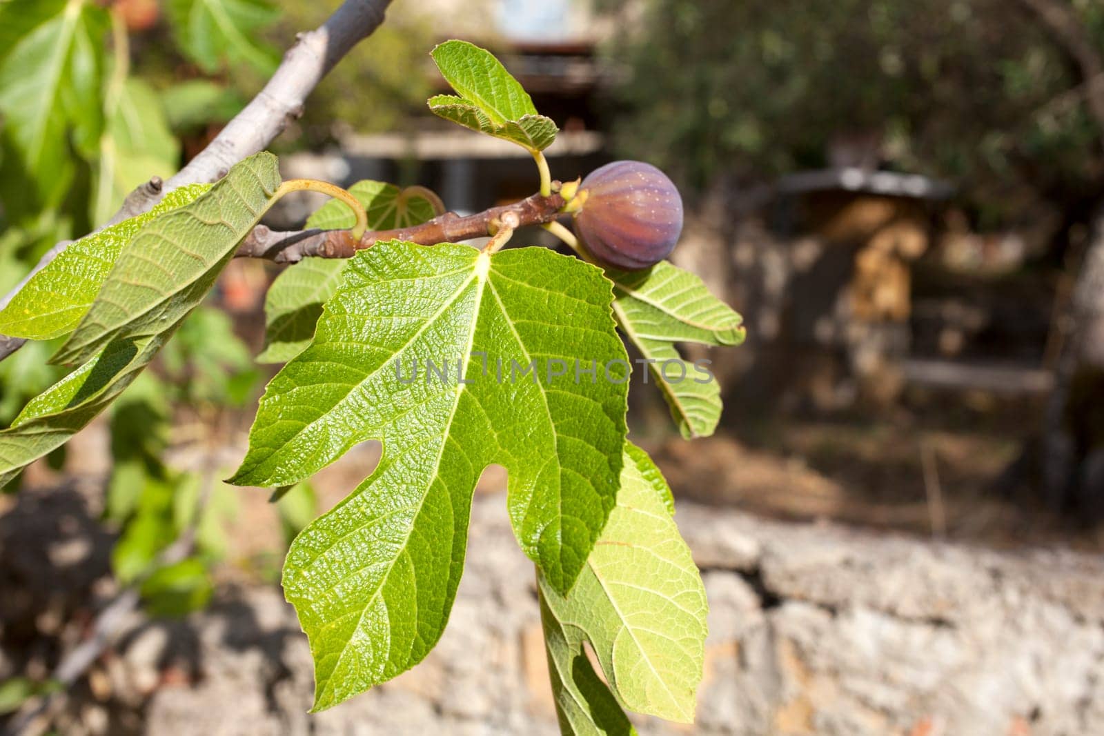 Biological figs on a branch