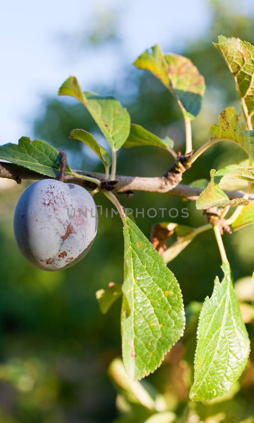 Purple plum on the branch