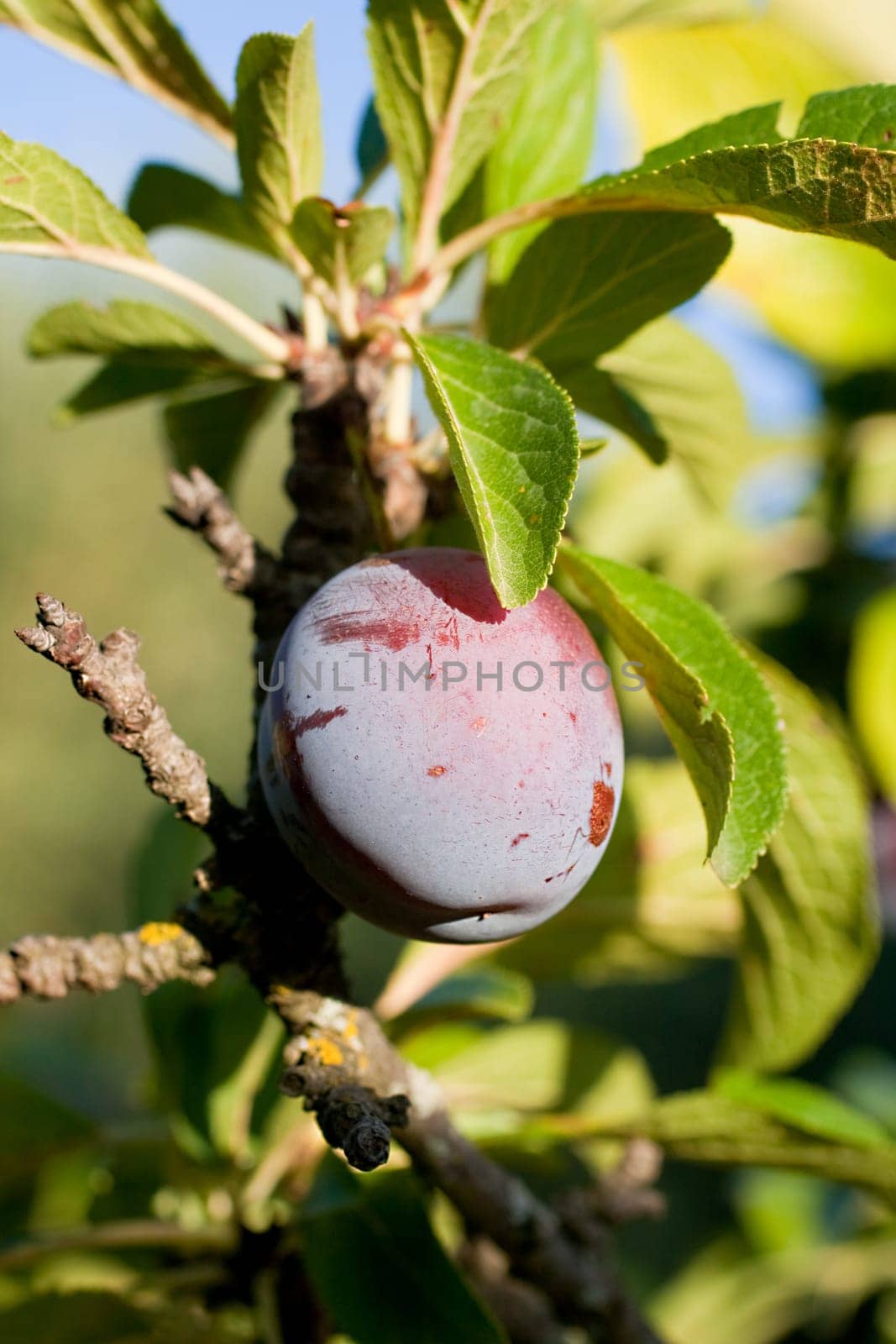 Purple plum on the branch