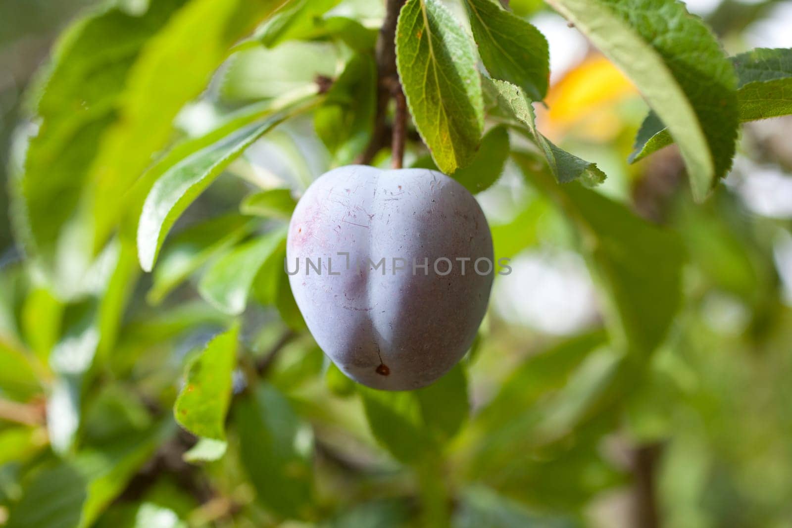 Purple plum on the branch