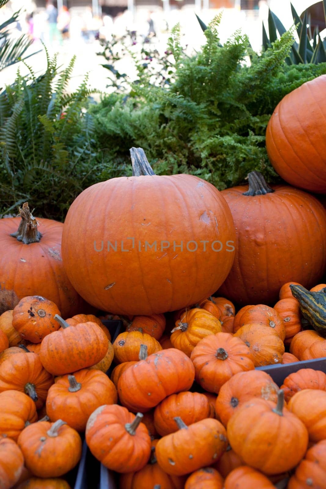 Various different pumpkins in the street market