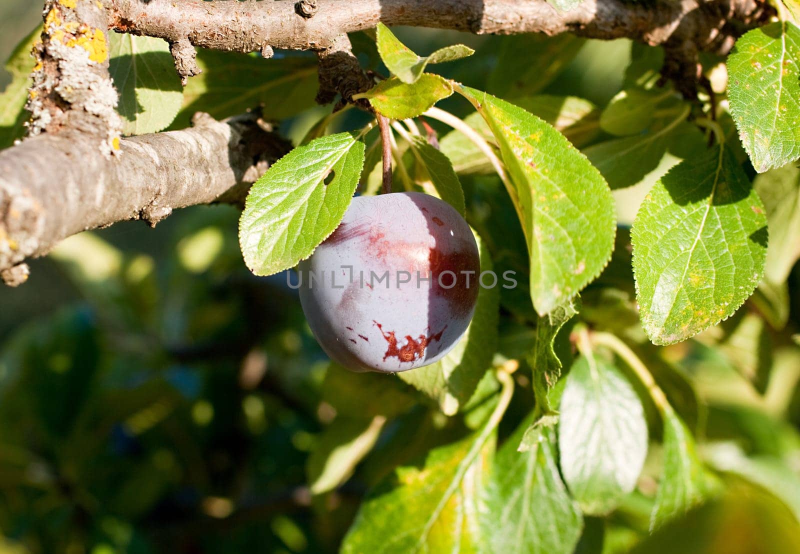 Purple plum on the branch