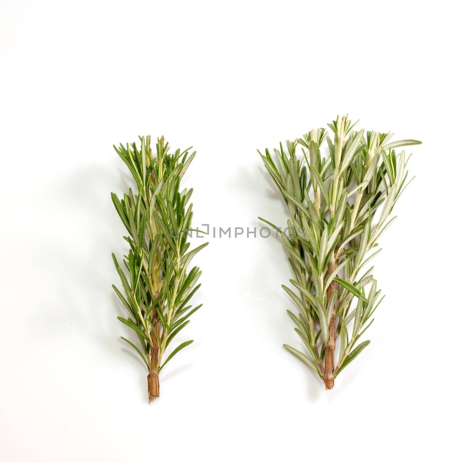 Rosemary isolated on white background