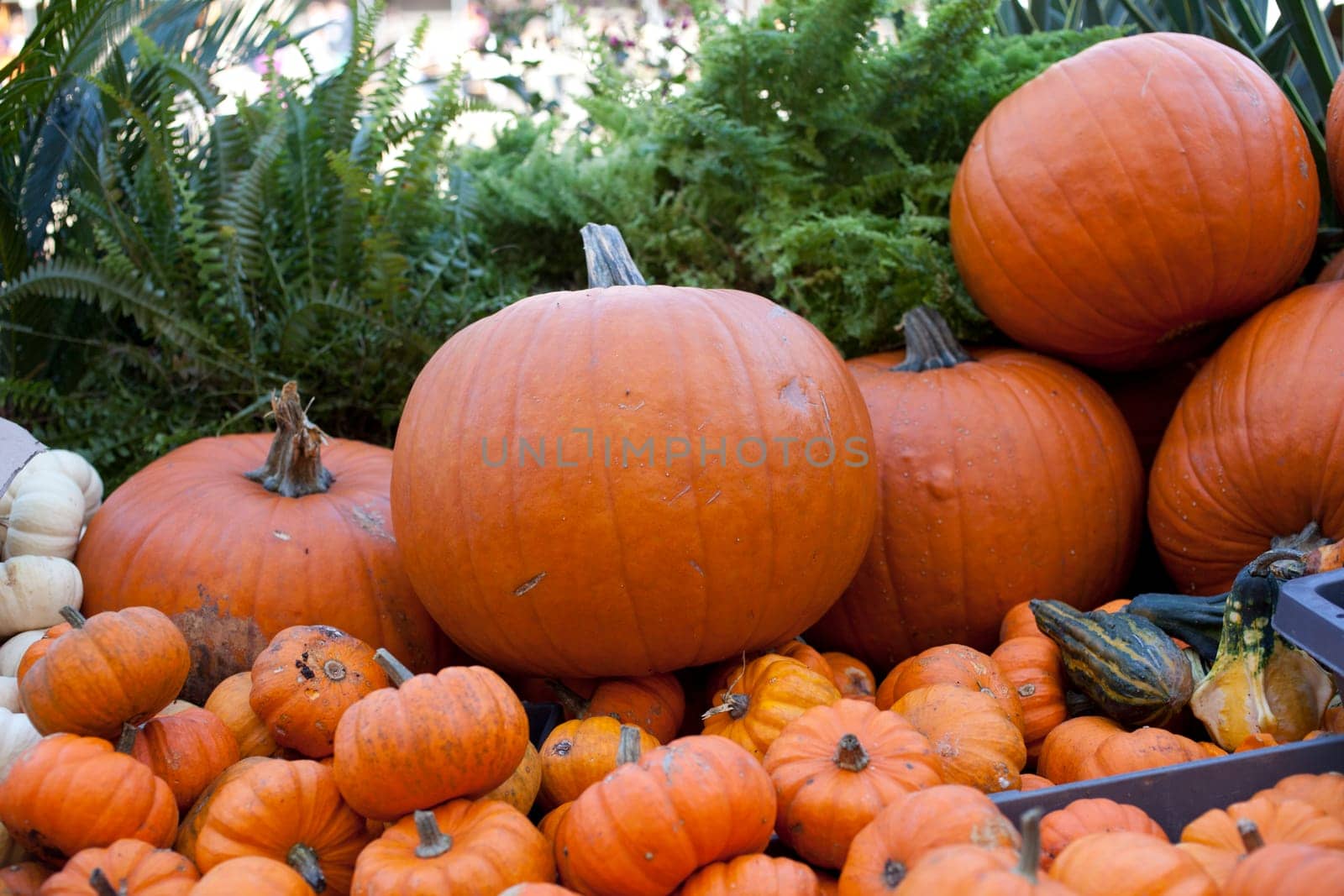 Various different pumpkins in the street market