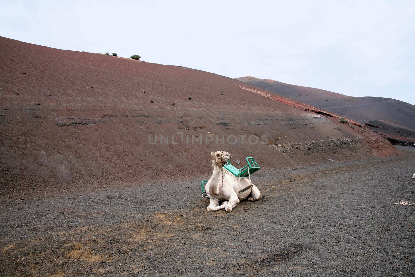 Camel riding in Lanzarote