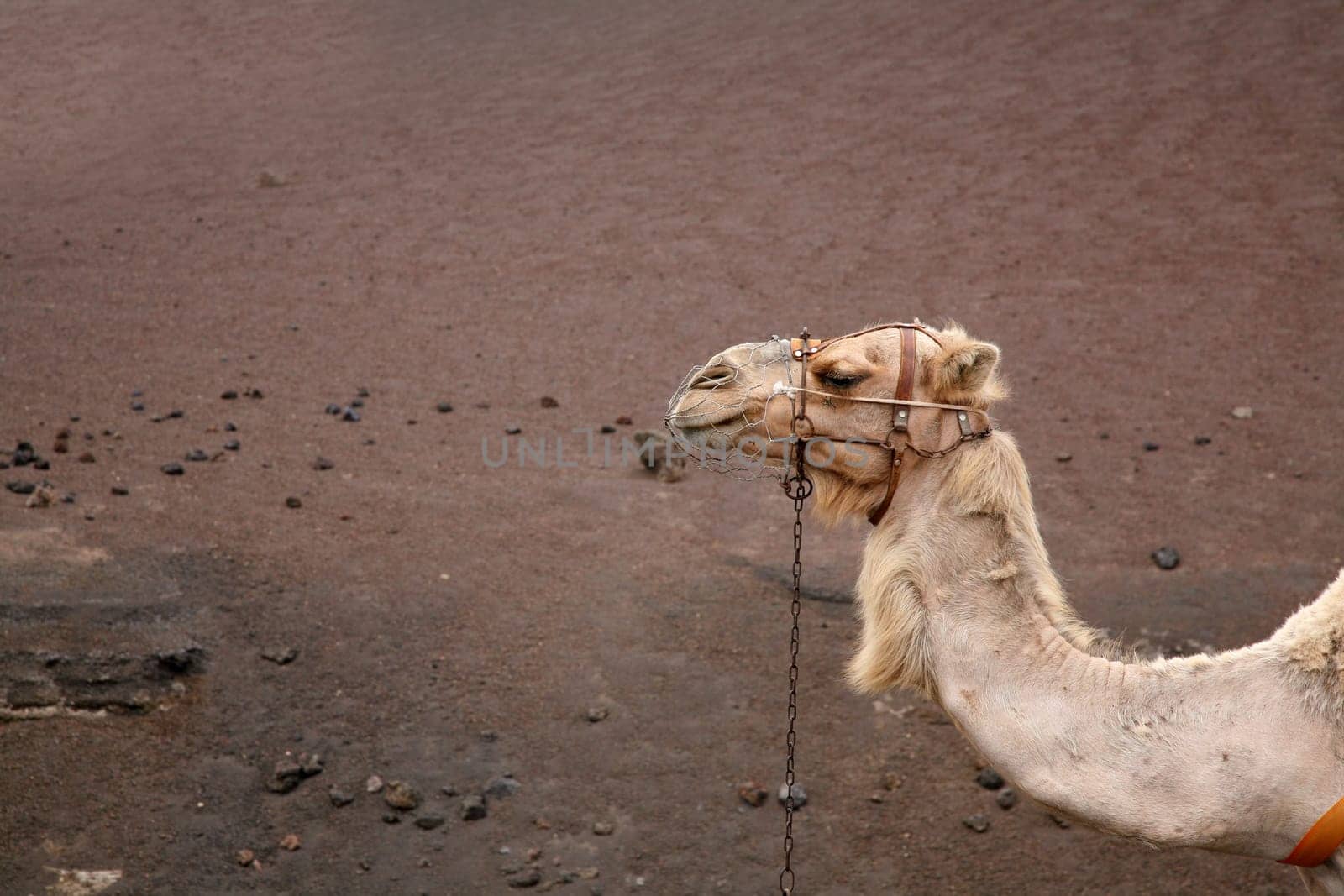 Camel riding in Lanzarote
