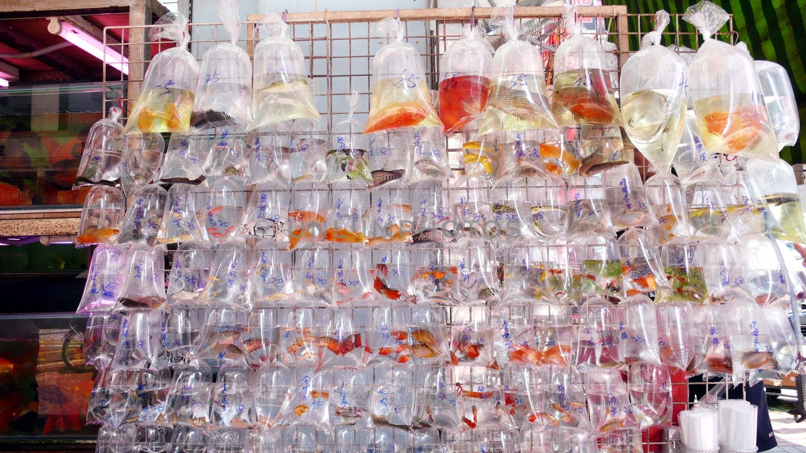 Goldfish in plastic bags