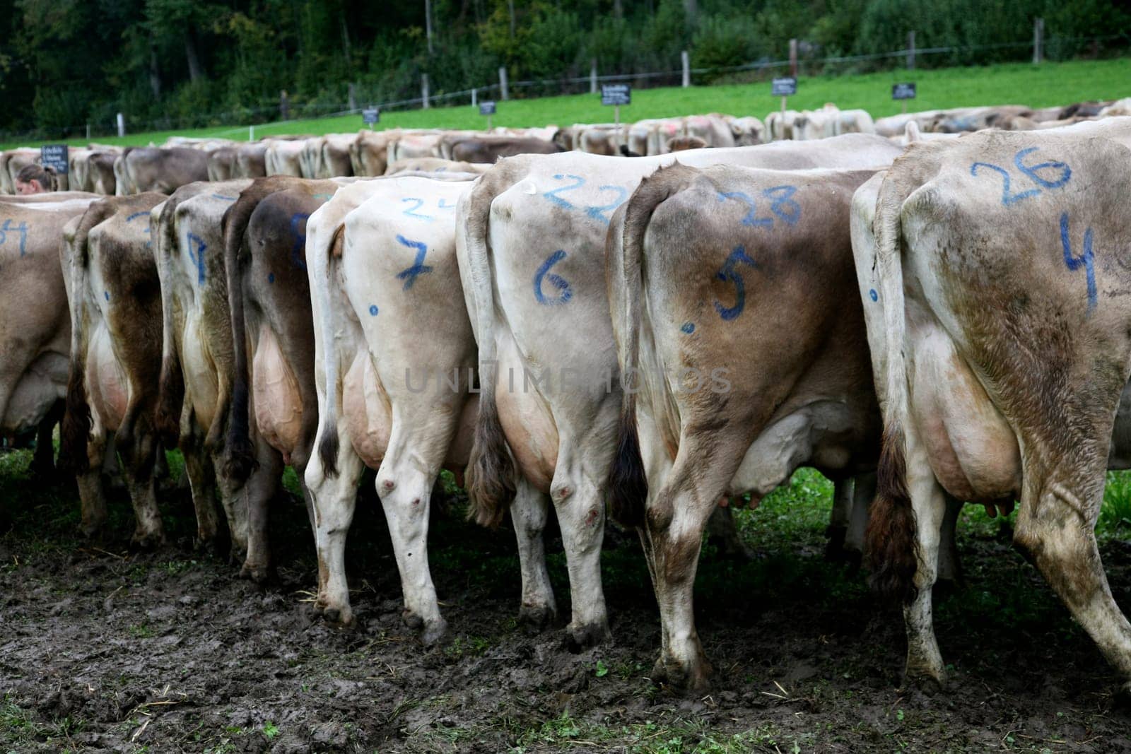 Cow Show in Switzerland