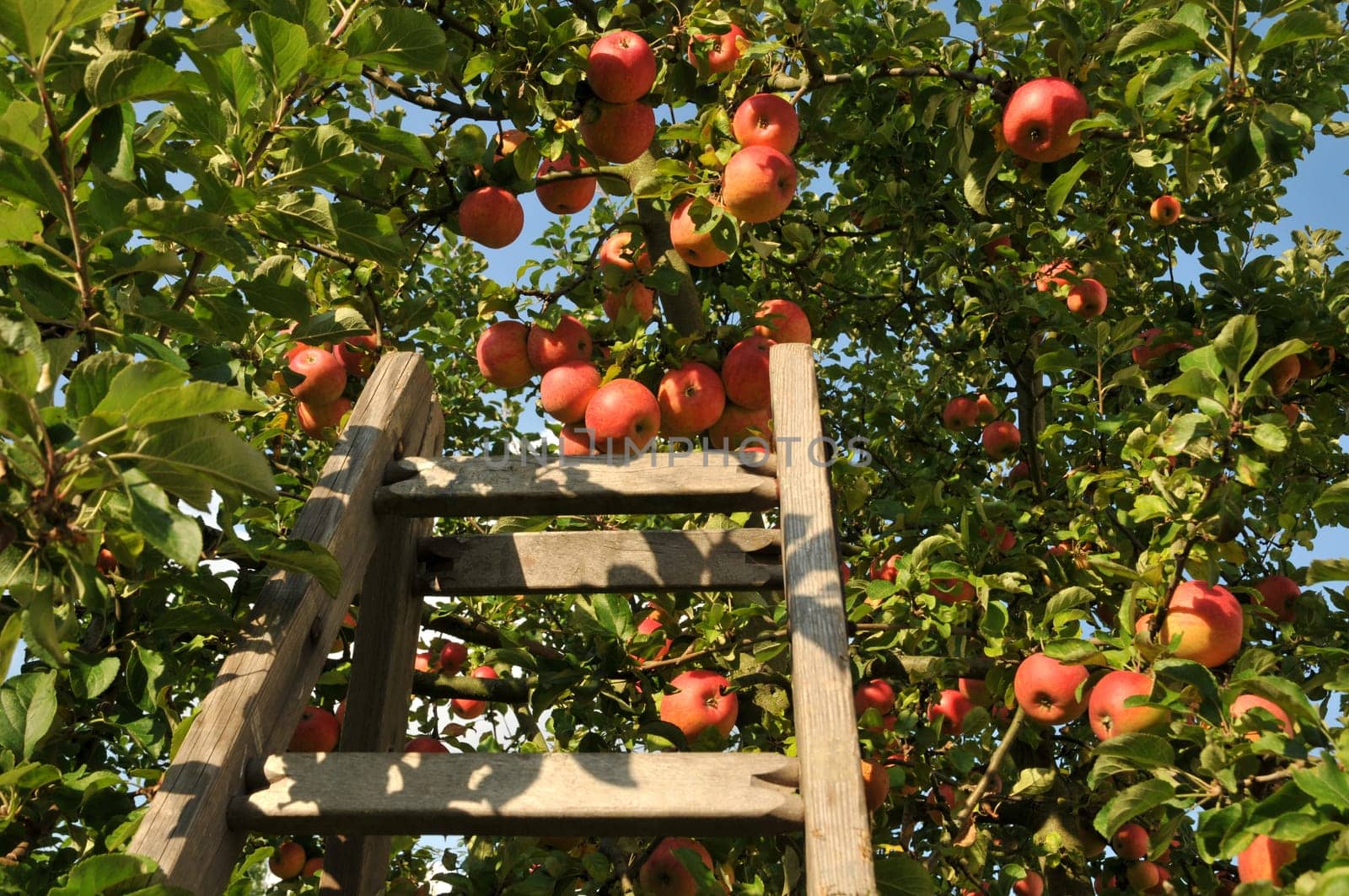 Apple Harvest