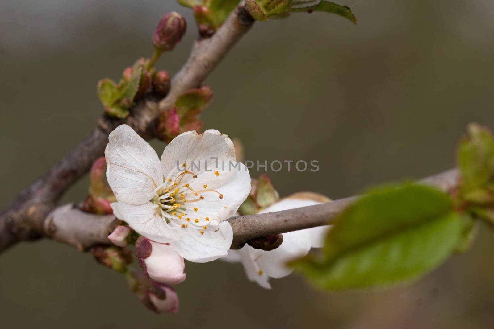 Flowering hawthorn