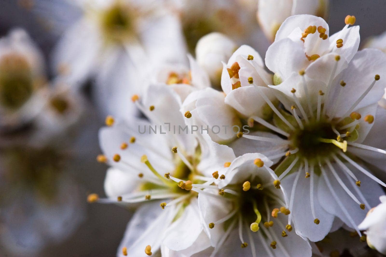 Flowering hawthorn