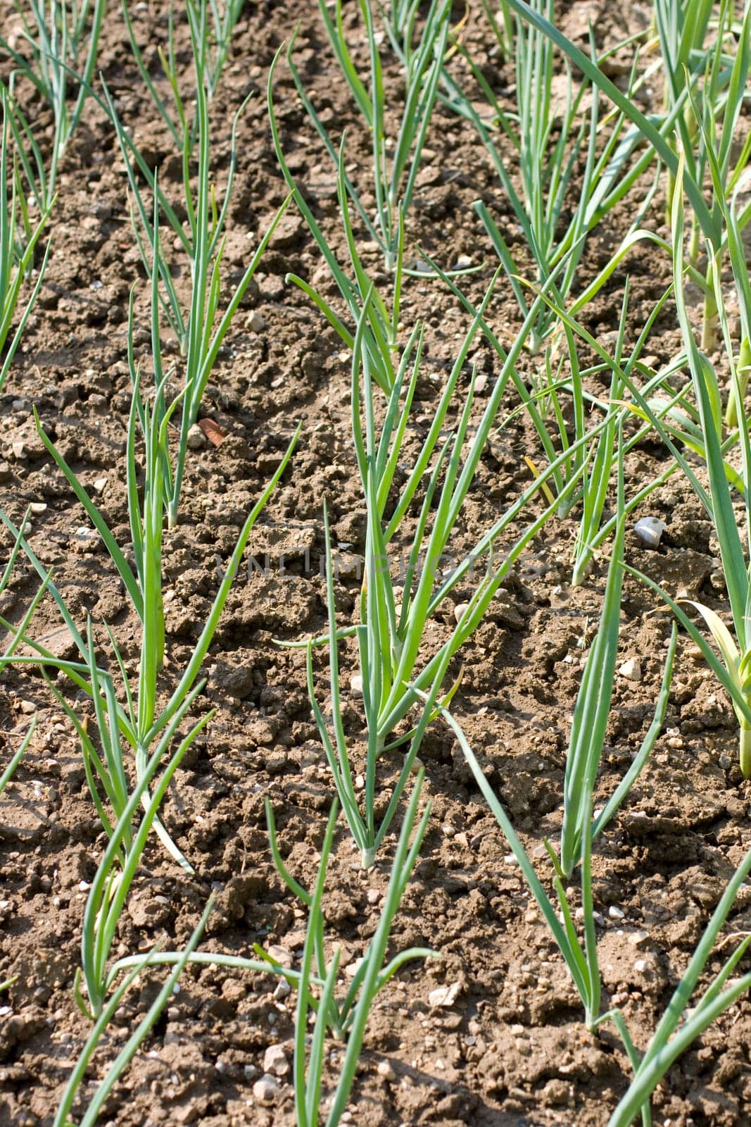 Photo of Onion plants in the ground