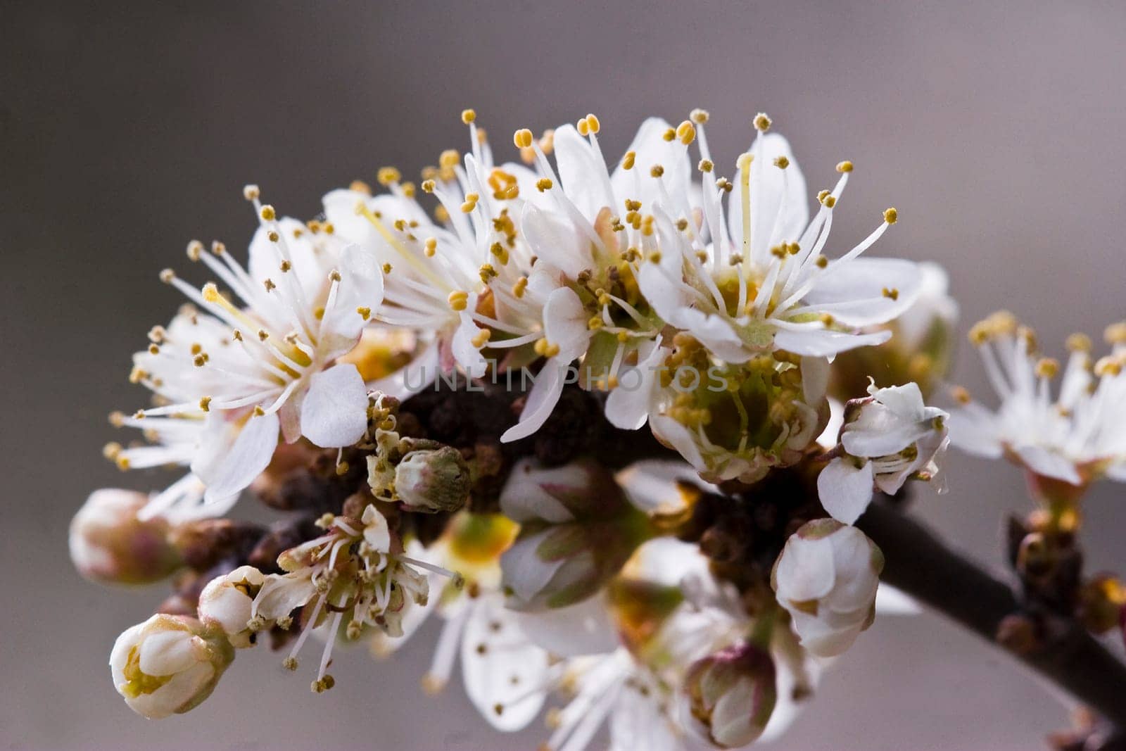 Flowering hawthorn
