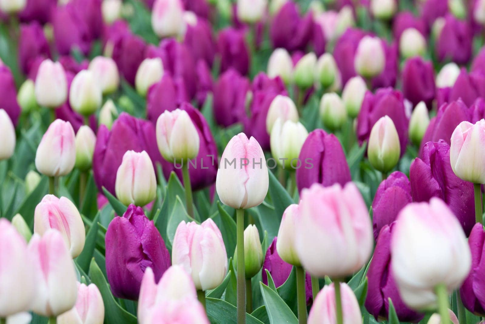Flower bed tulips,in the colors purple and pink