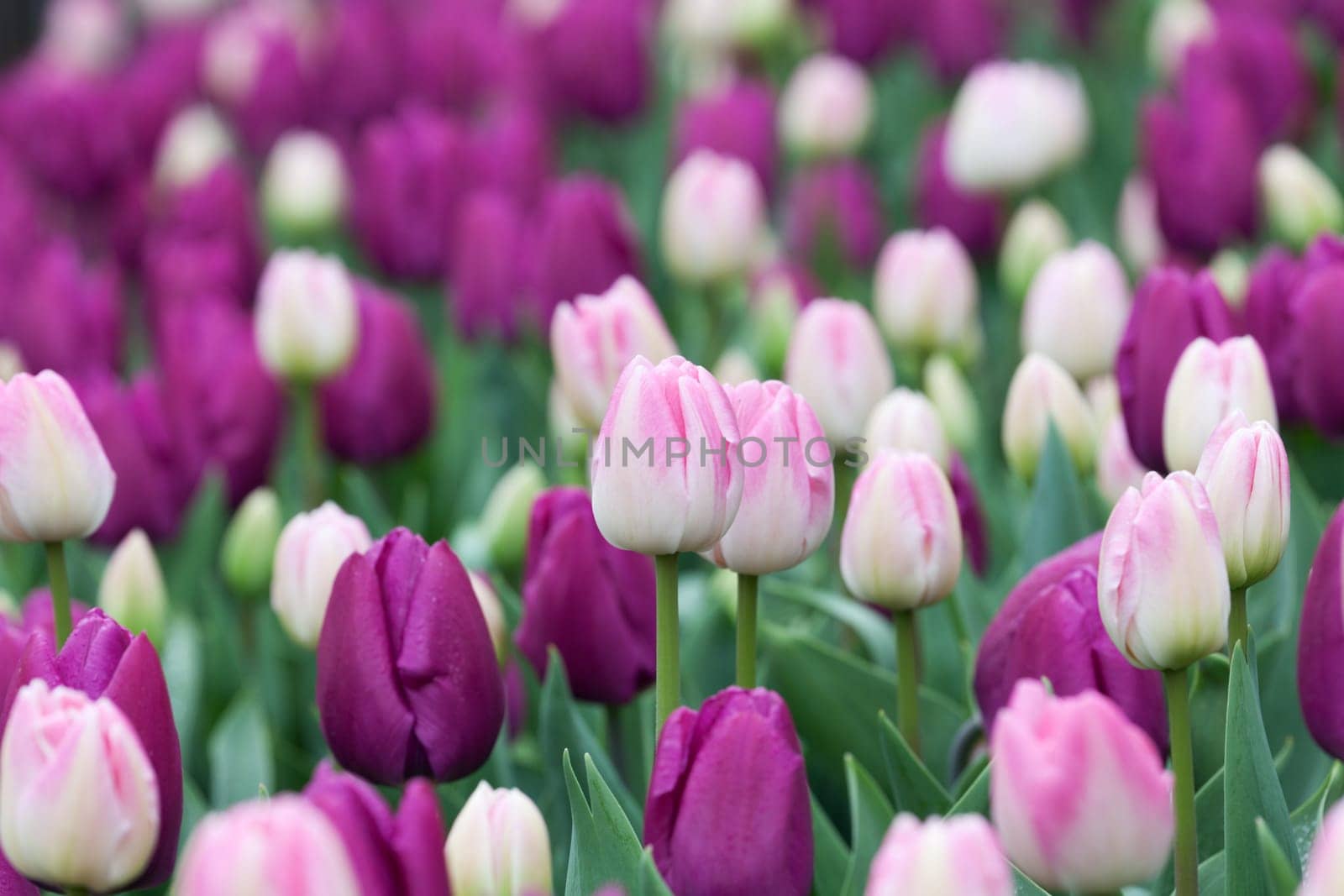 Flower bed tulips,in the colors purple and pink