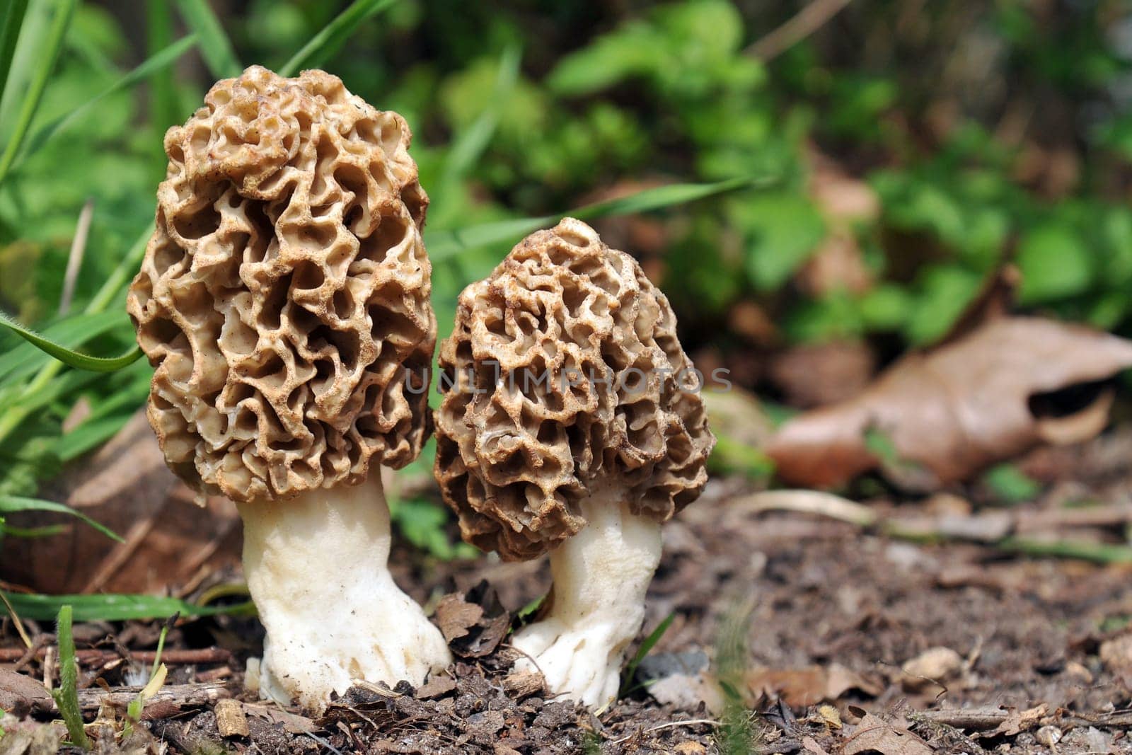 Fungi