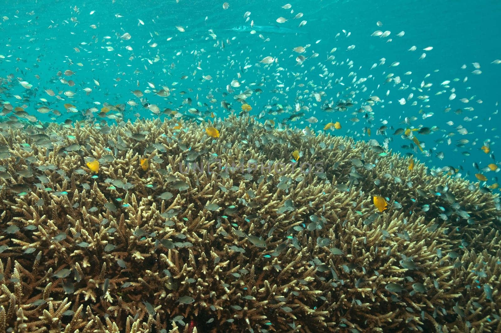 Damselfish