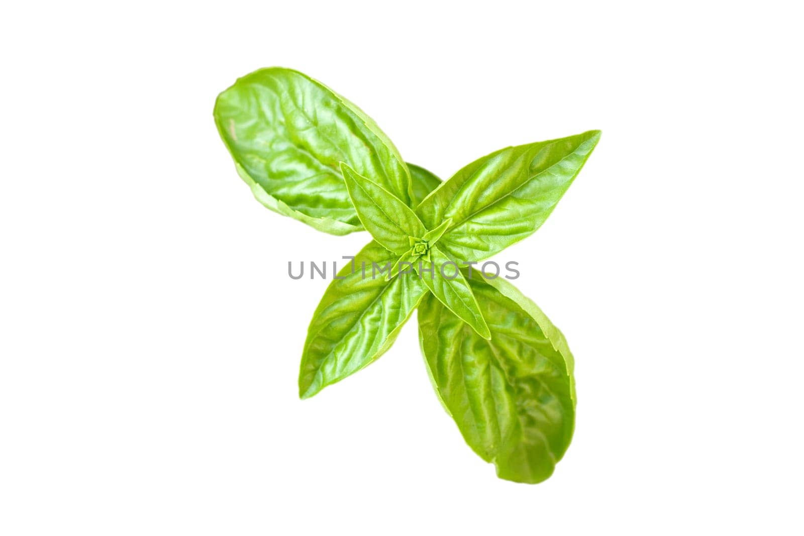 Basil leaves on white backround
