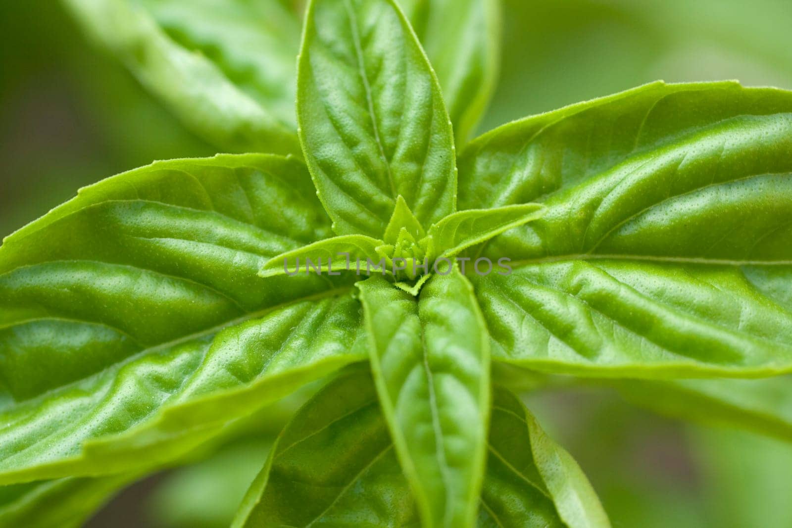Little basil plant on ground
