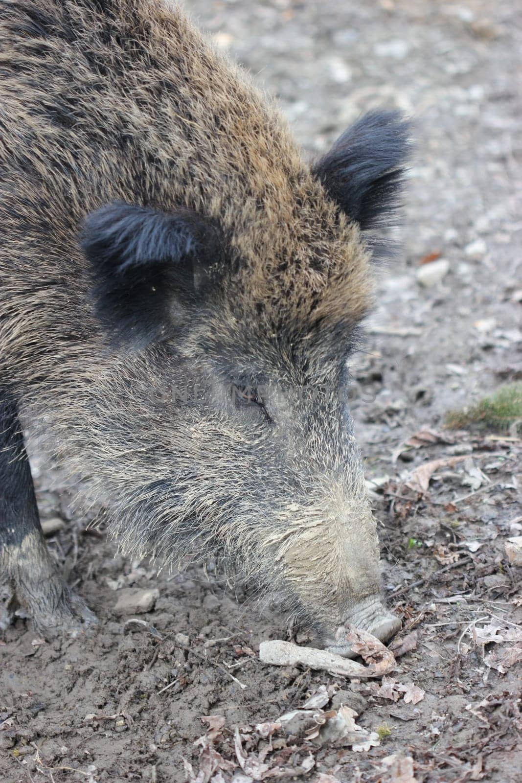Wild boar at Sababurg Zoo