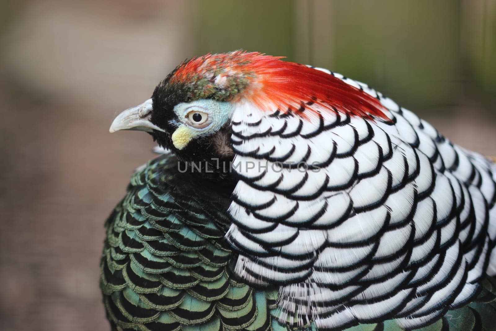 Diamond pheasant at Sababurg Zoo
