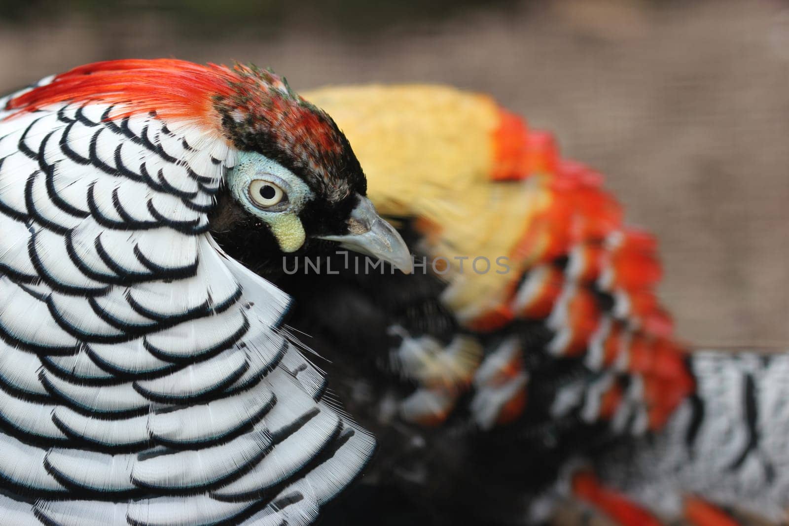 Diamond pheasant at Sababurg Zoo