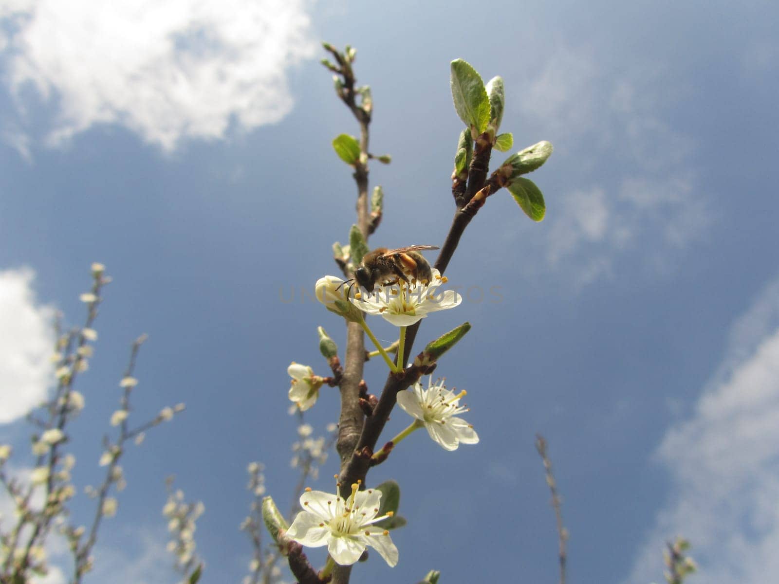 Wild plum - Prunus