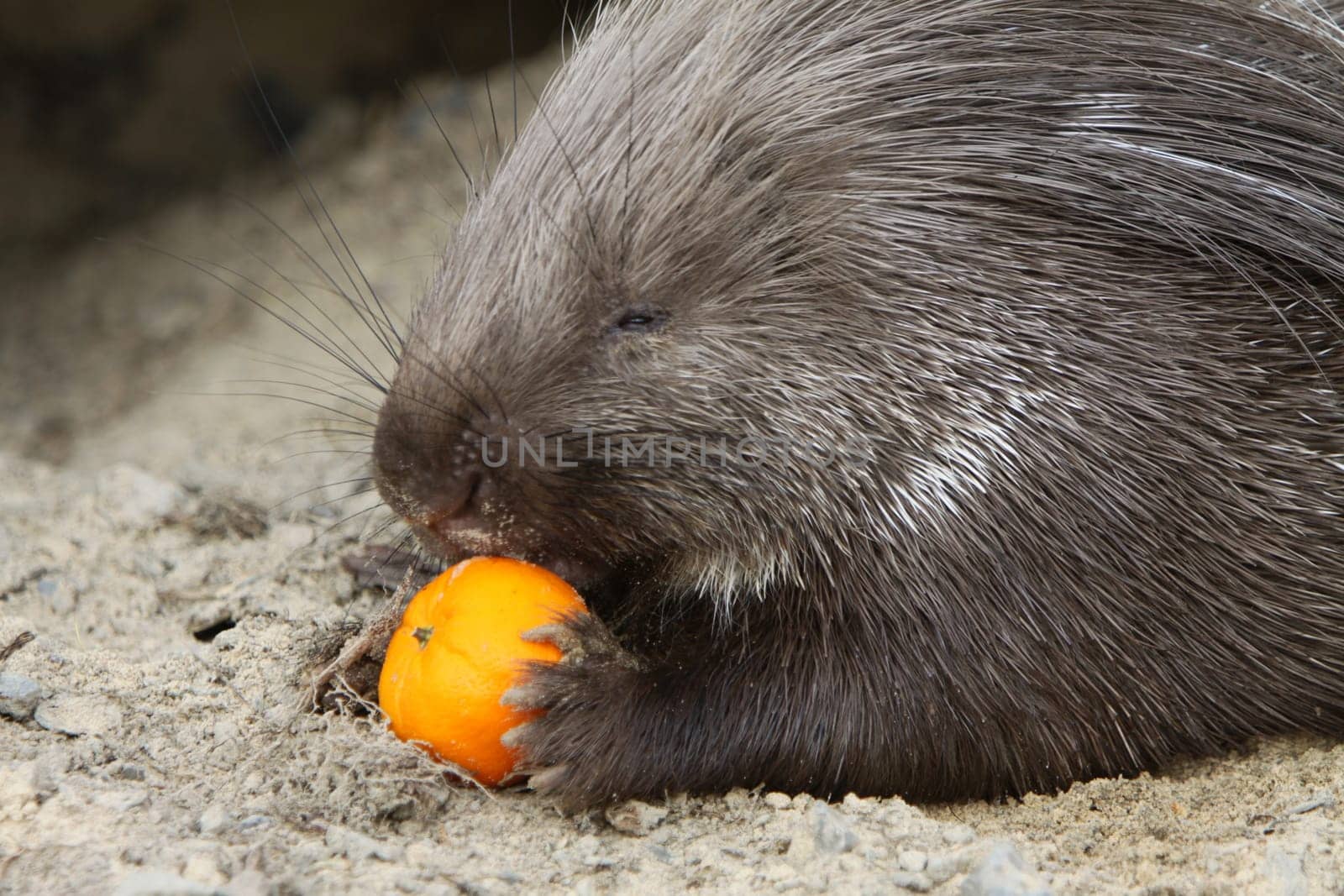 Crested porcupine