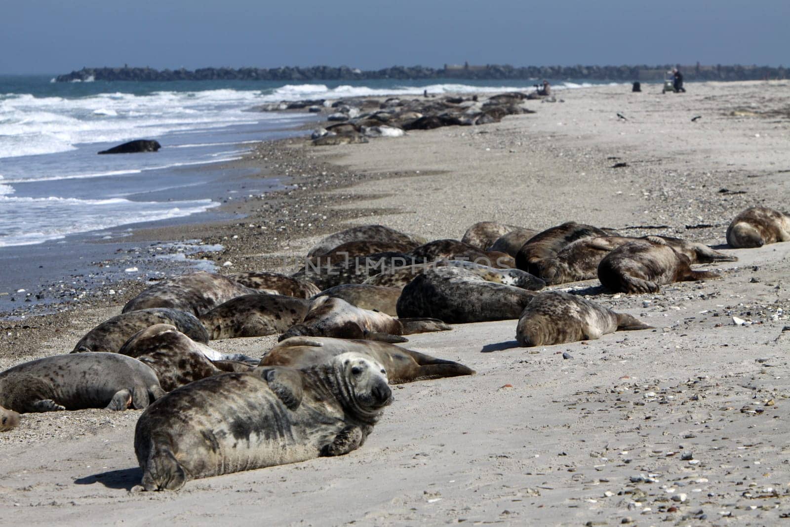 Grey seals