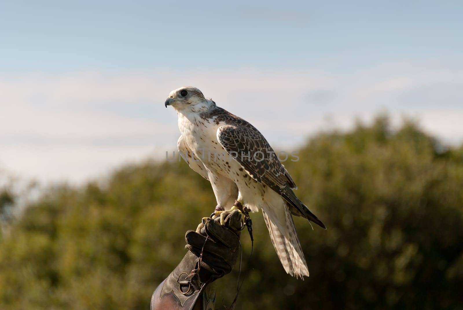 peregrine hawk trained in Cornwall