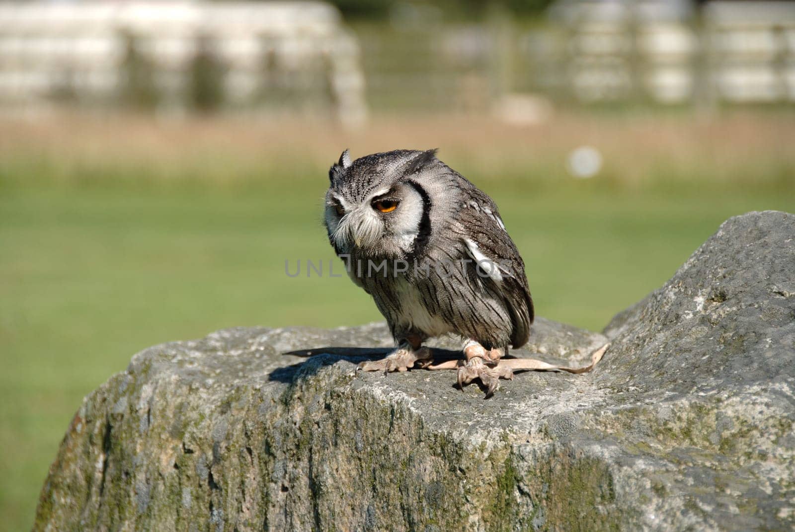 Owl of South Africa on a rock in Cornwall