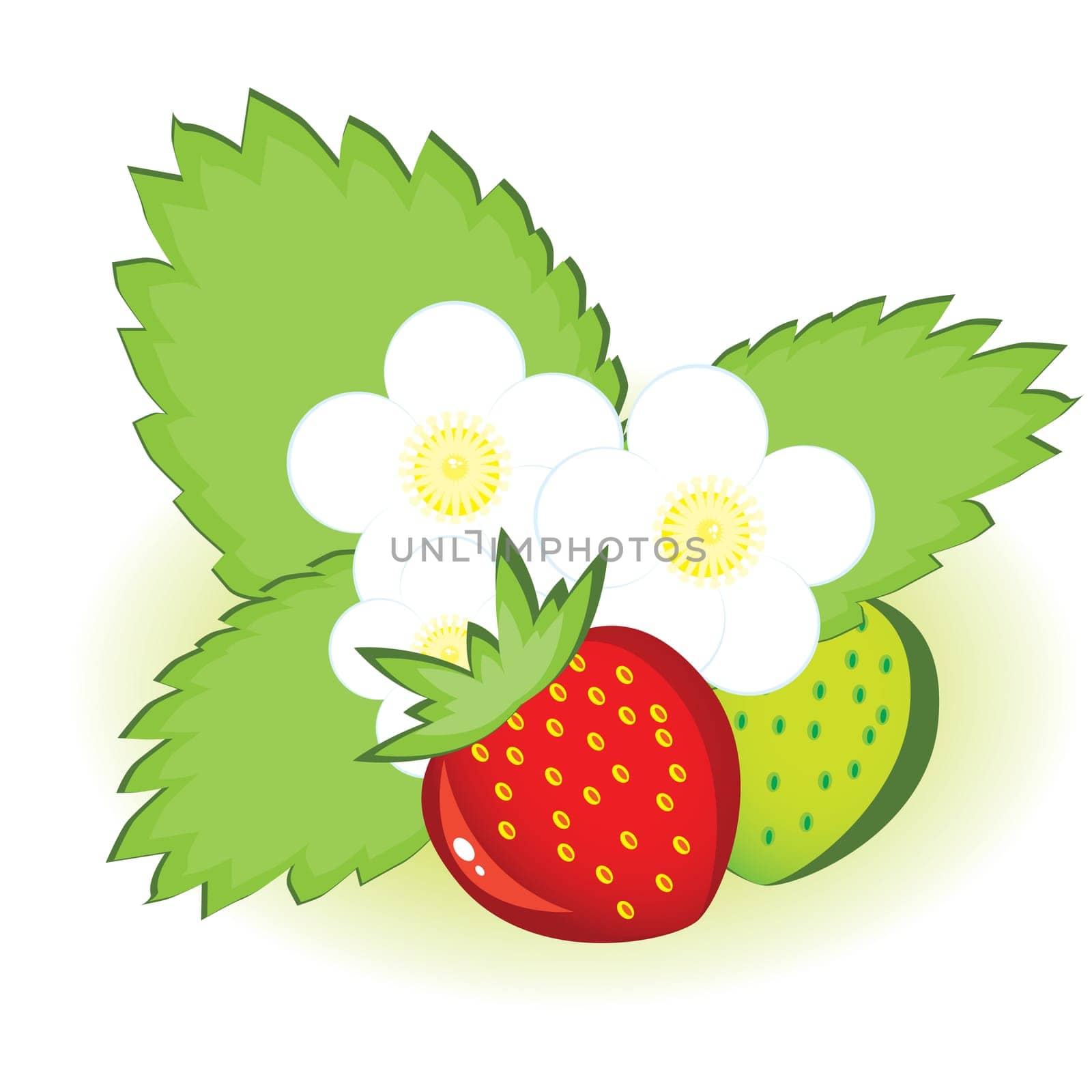 Ripe strawberries and green with flowers. Illustration on white background