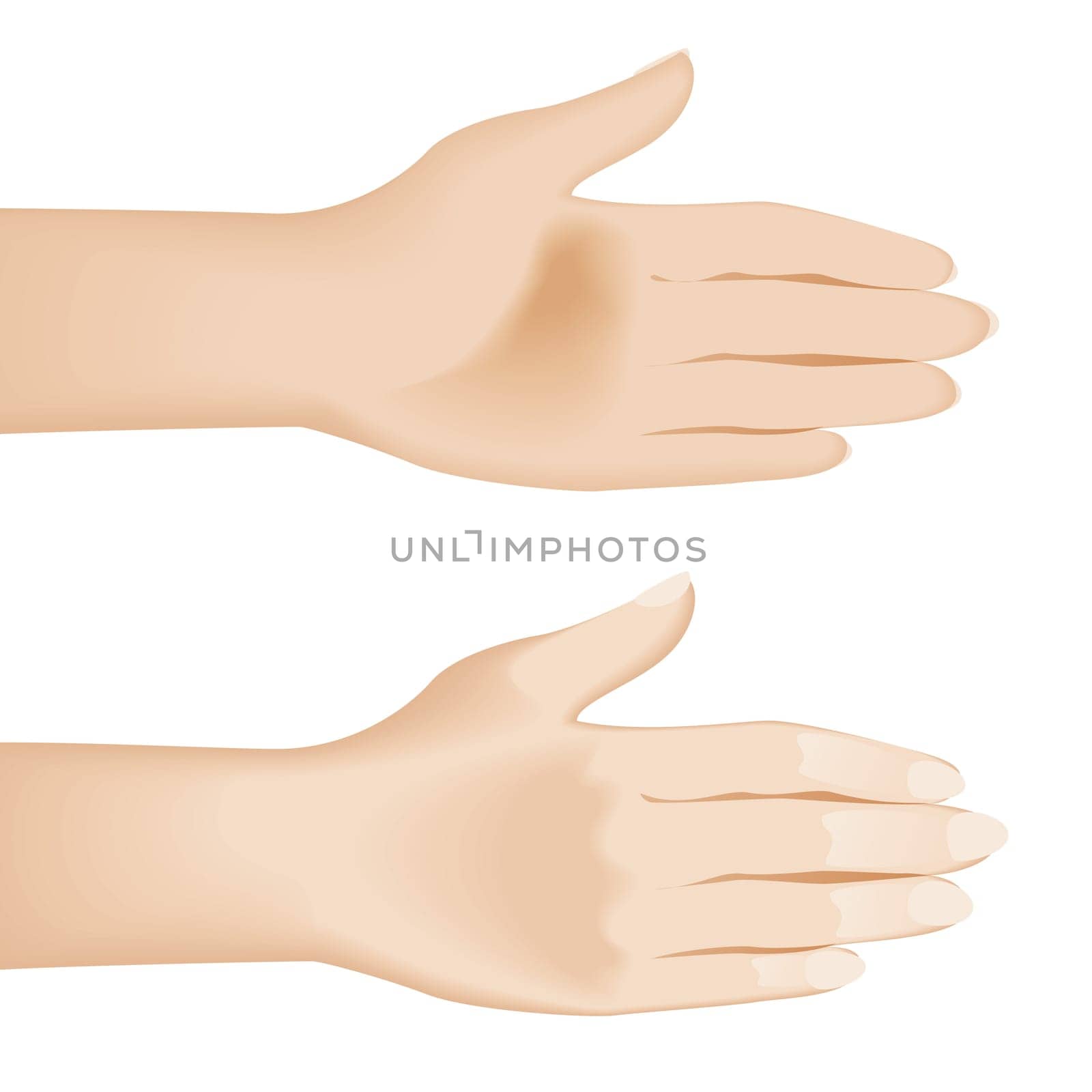 Open hands isolated on white. Illustration on white background