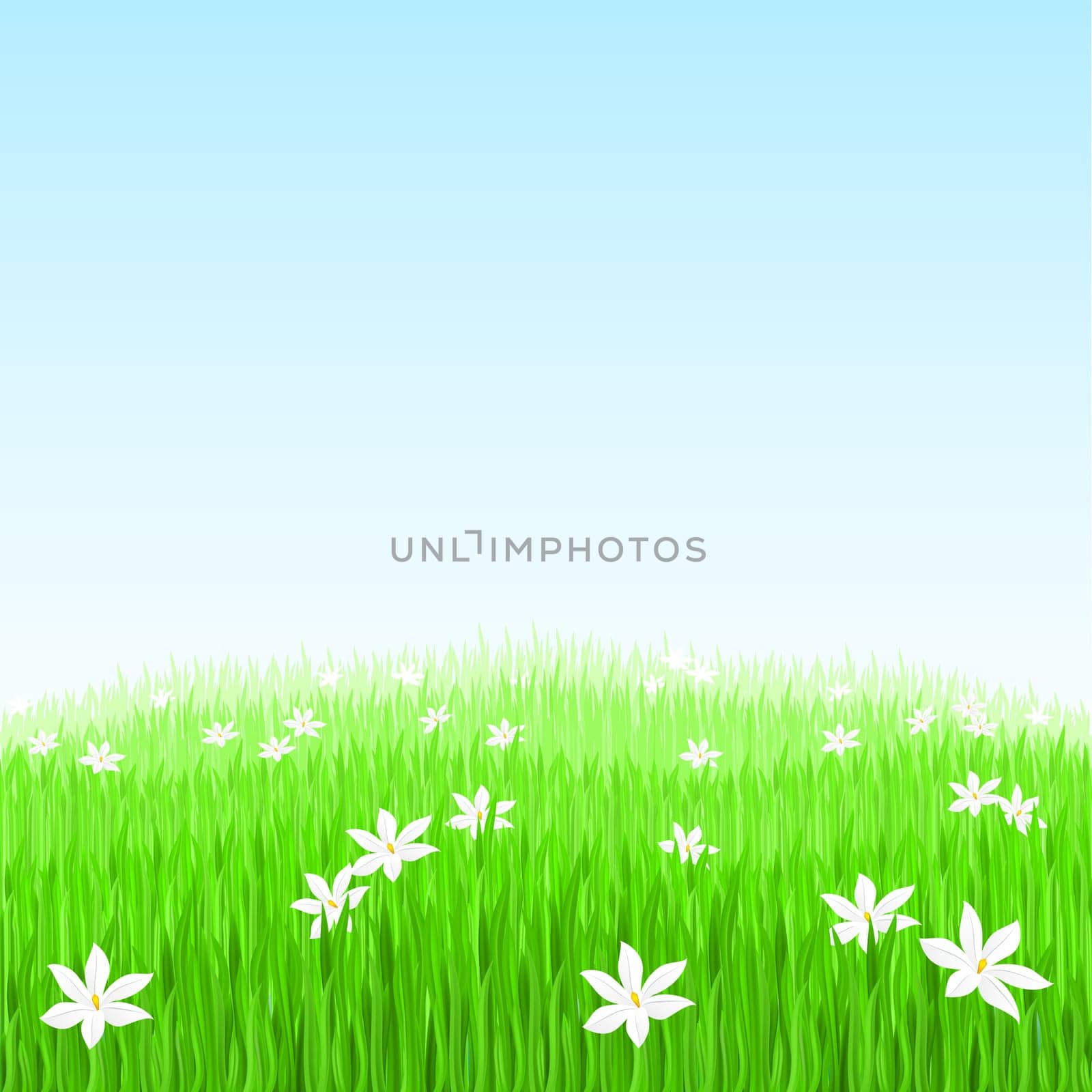 Illustration of Green grass with white flowers