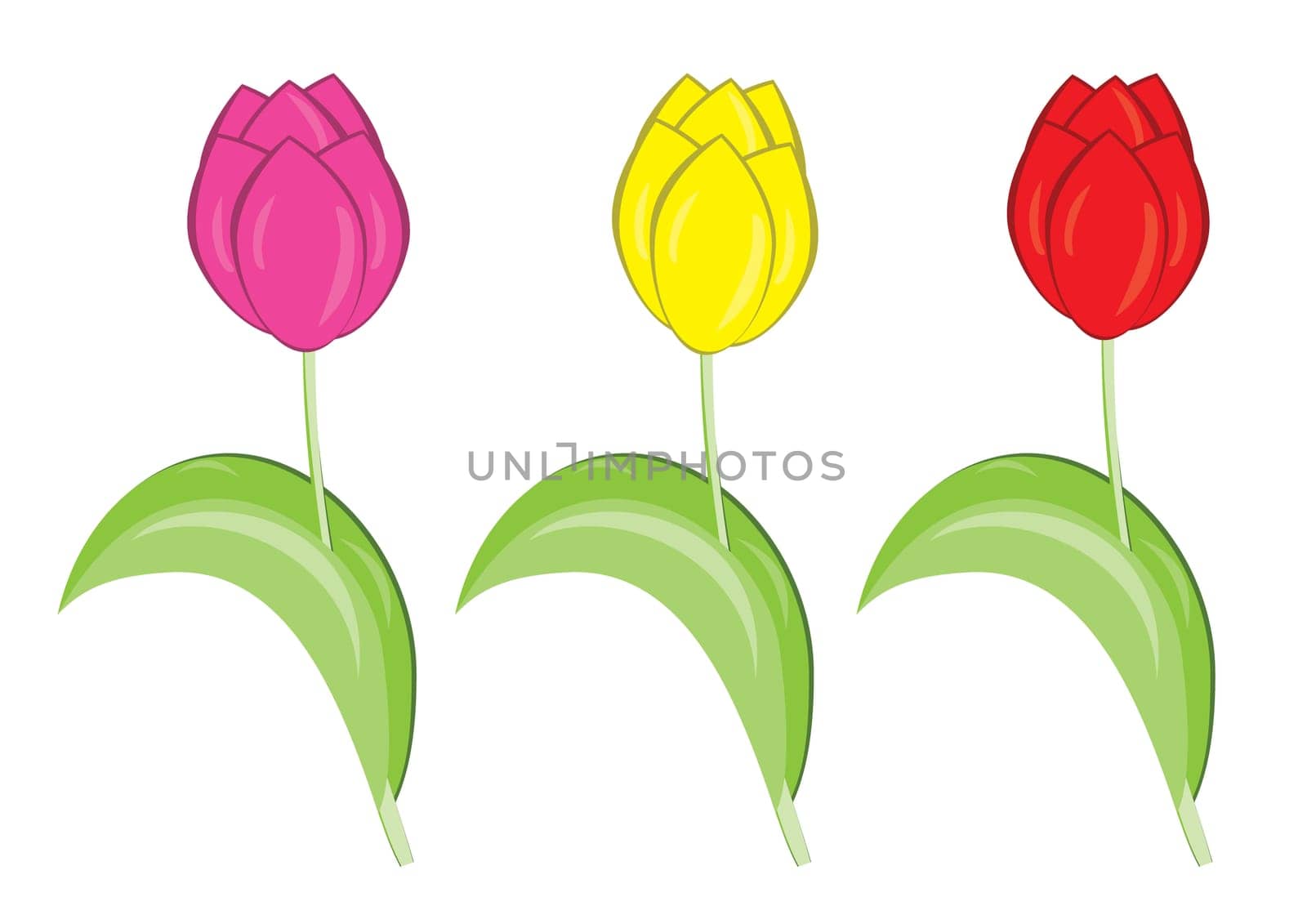 Set of different colored tulips. Vector illustration on white background