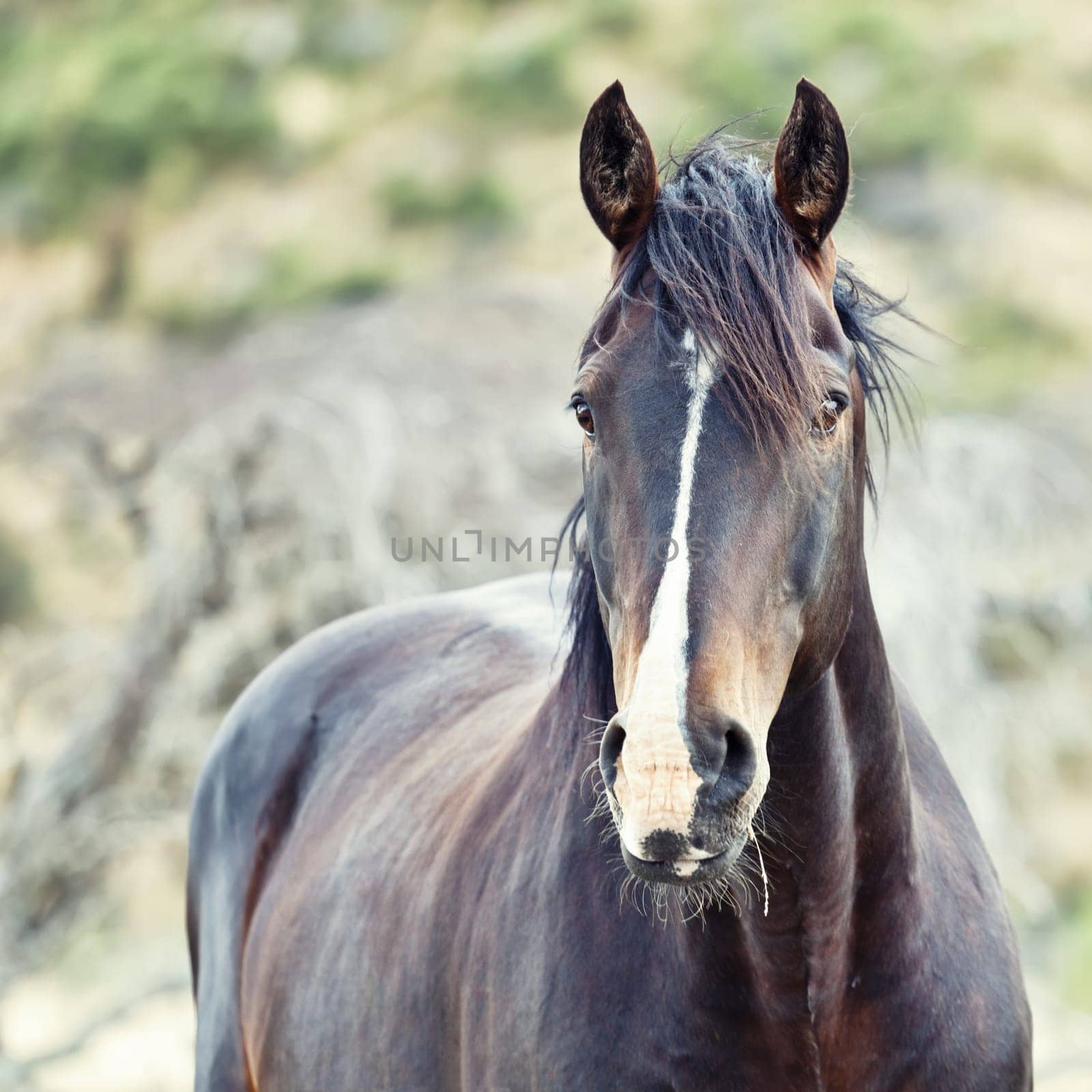 Horse portrair on natural background