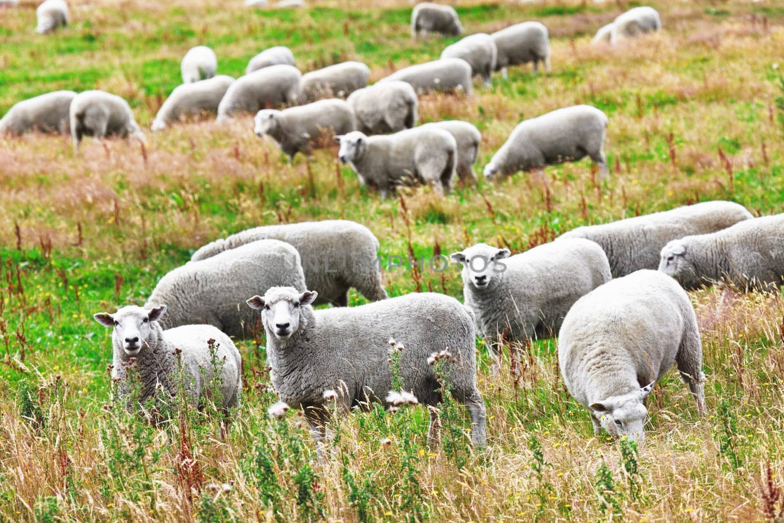 Flock of sheeps on the meadow
