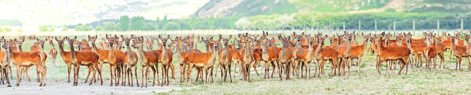 Flock of deers on the meadow. Panorama