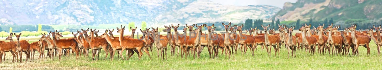 Flock of deers on the meadow. Panorama