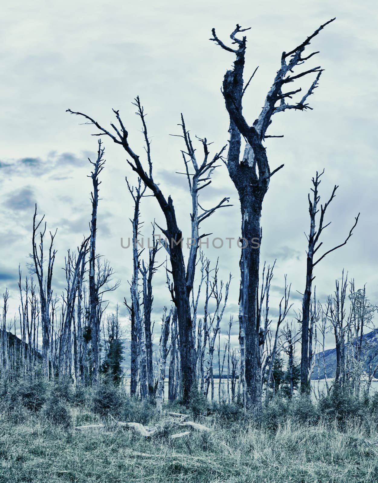 Spooky forest with dry trees