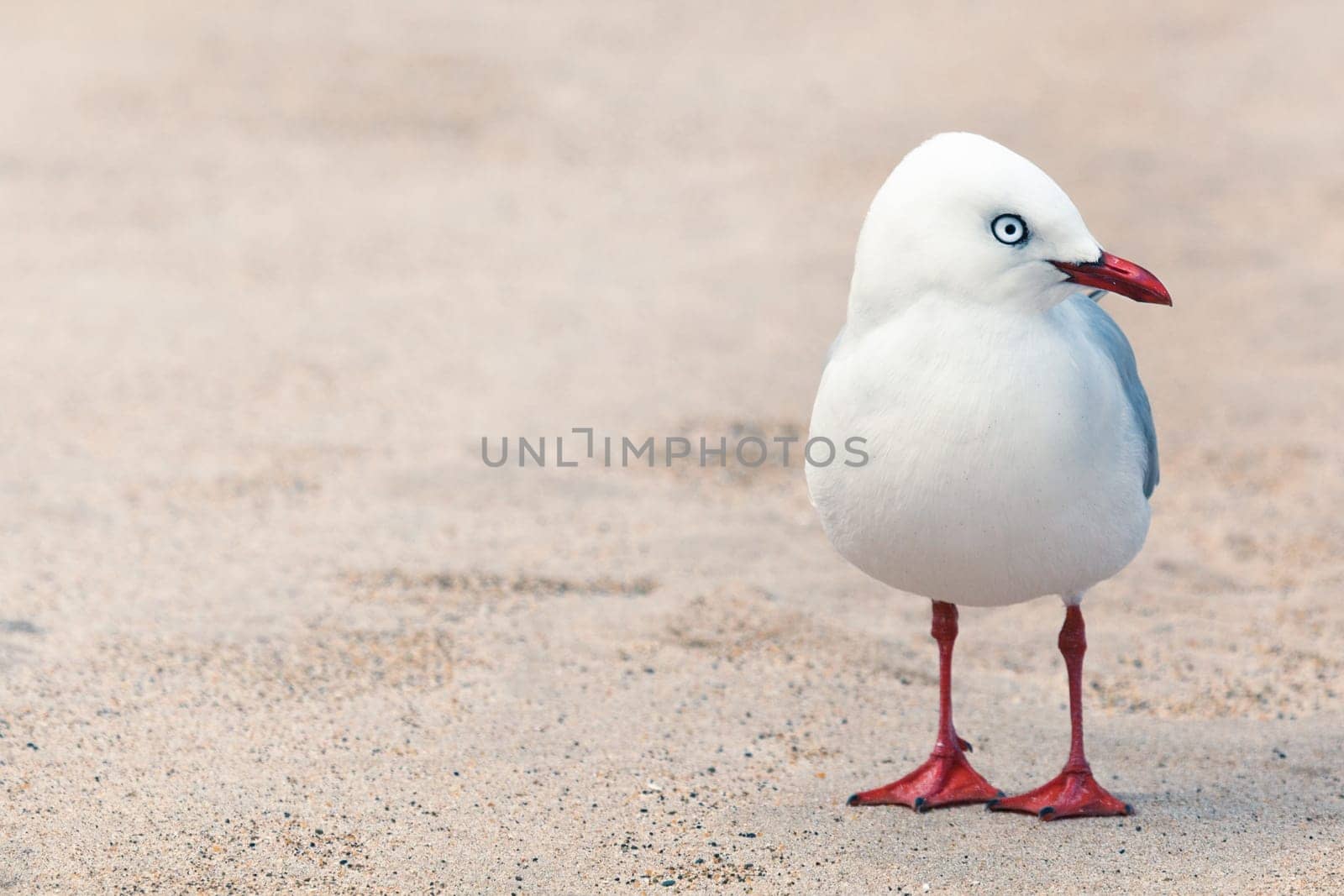 Wildlife photo of a cute seagull
