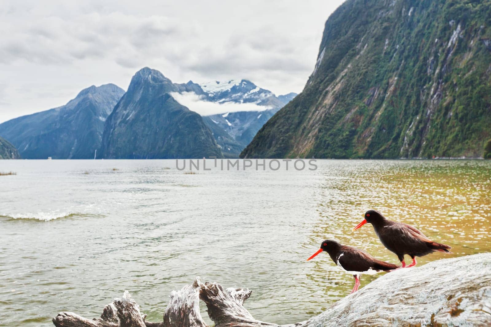 Milford sound. Oystercatchers on the foreground
