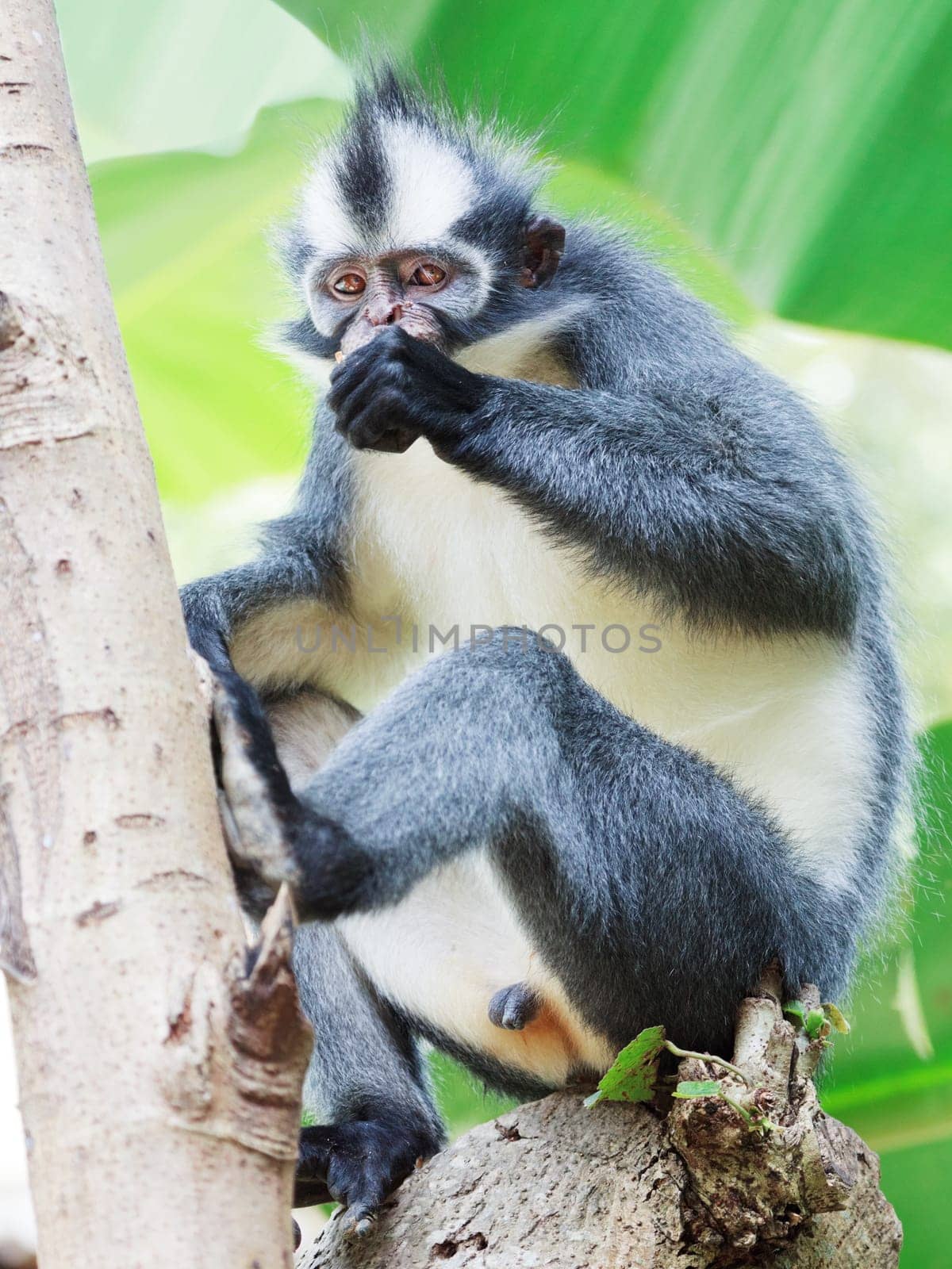 Thomas&#039 s leaf monkey. Bukit Lawang, Gunung Leuser National Park, Sumatra.