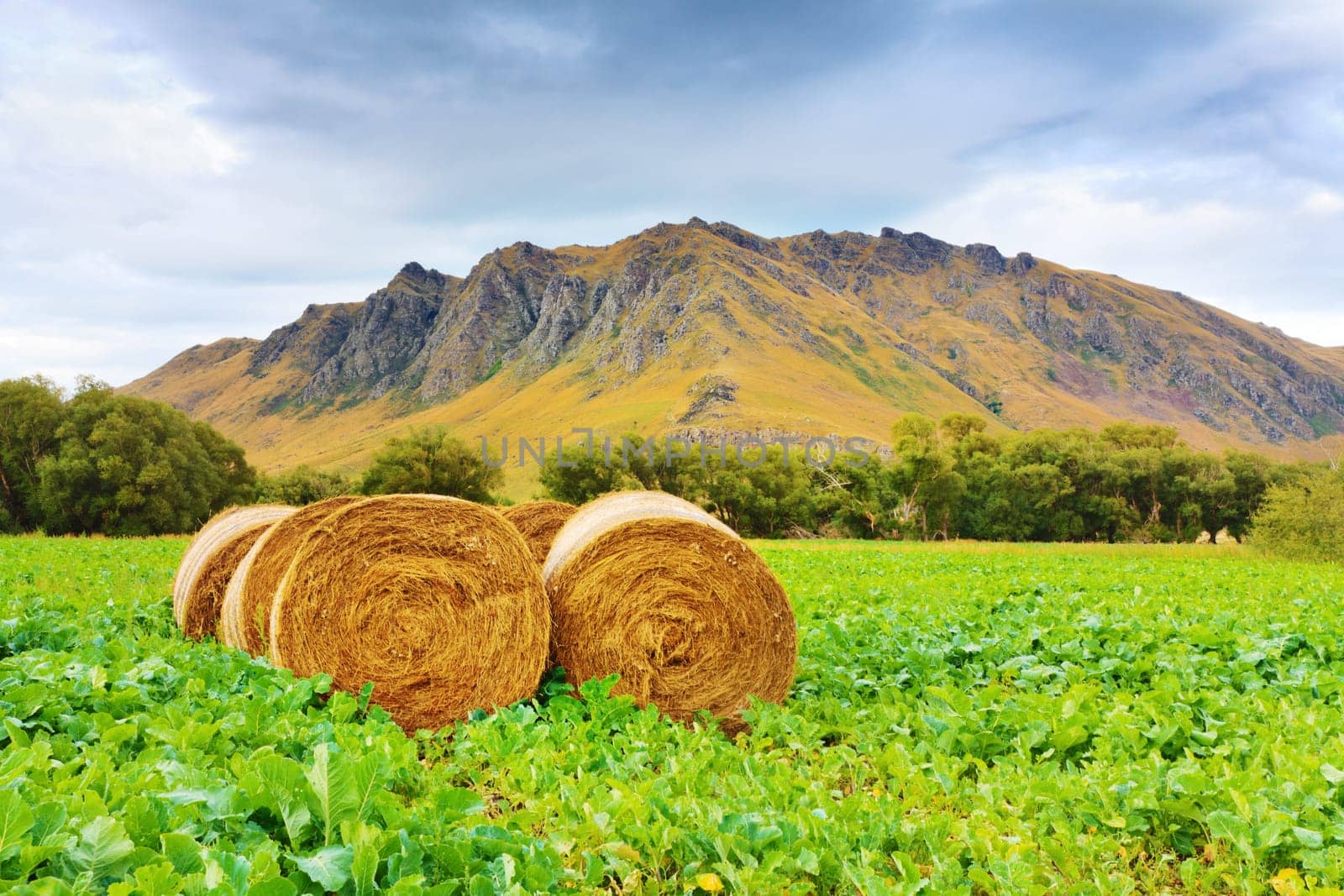 Rural lanscape. Golden Hay Bales on the foreground