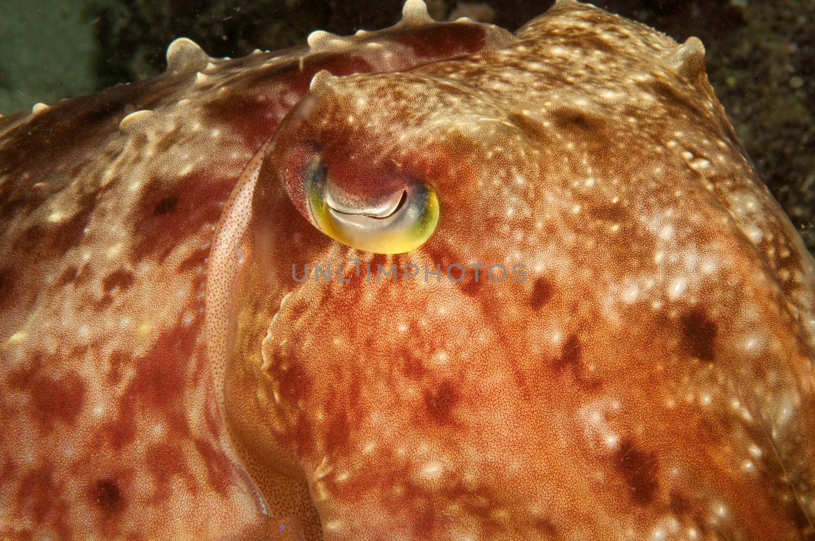 Sepia photographed with macro. Recorded in Sulawesi / Indonesia