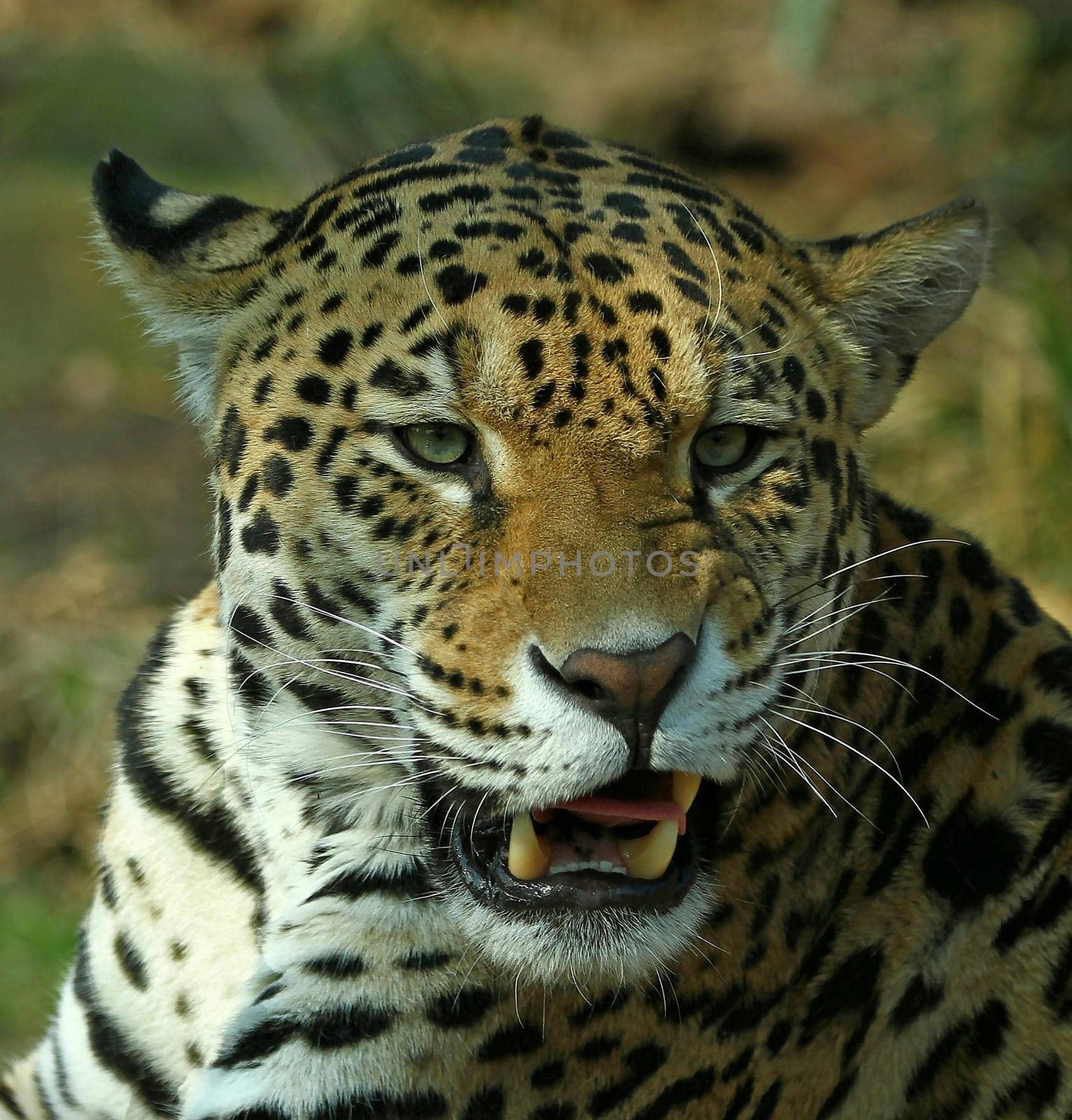 JaguarPortrait